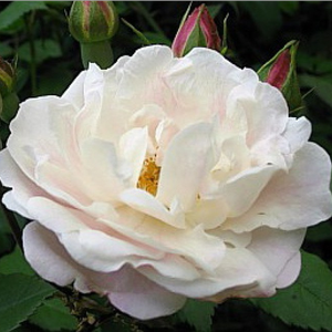Venusta Pendula - trandafiri - www.ioanarose.ro
